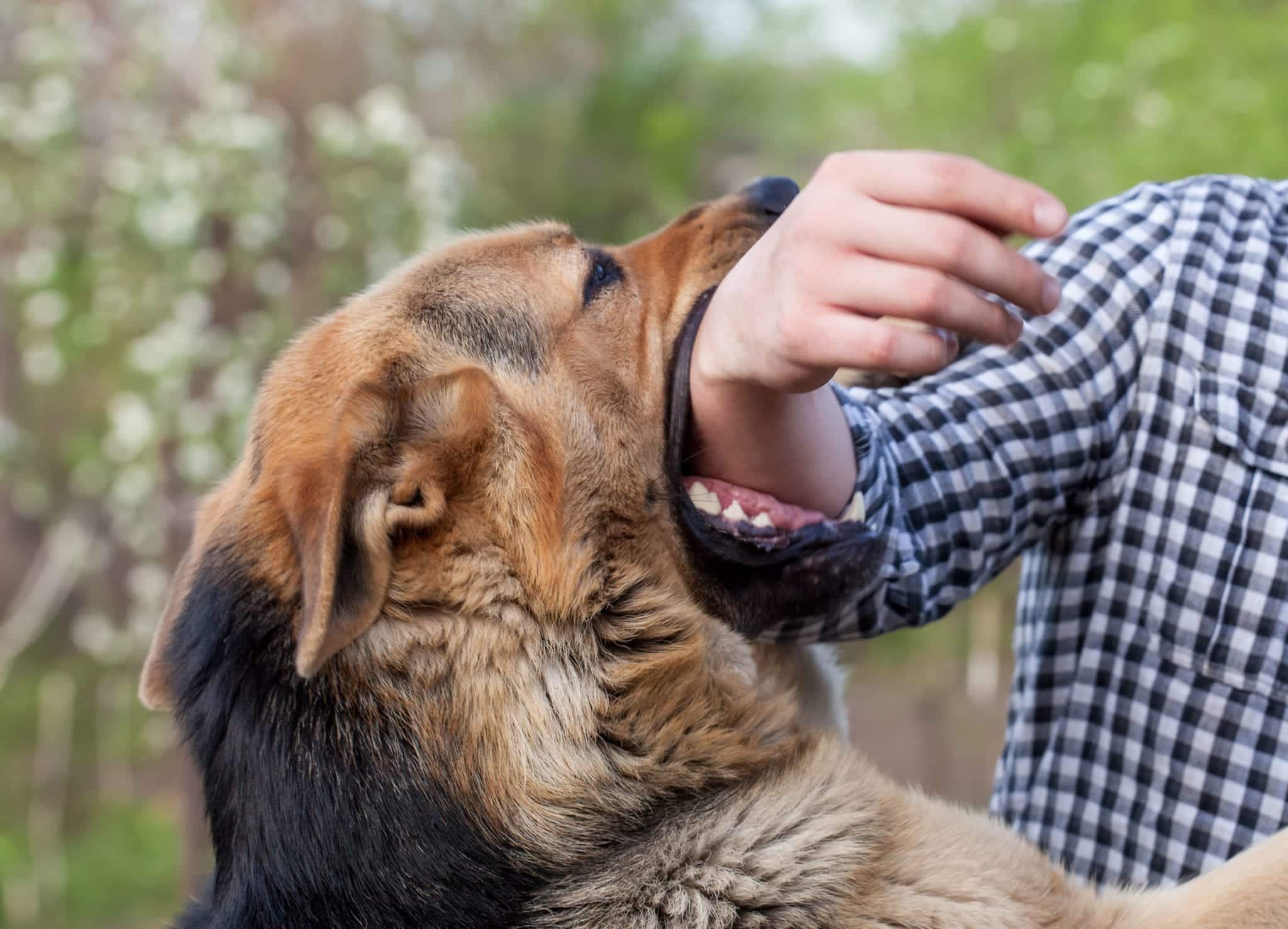 Florida Dog Bite Lawyer